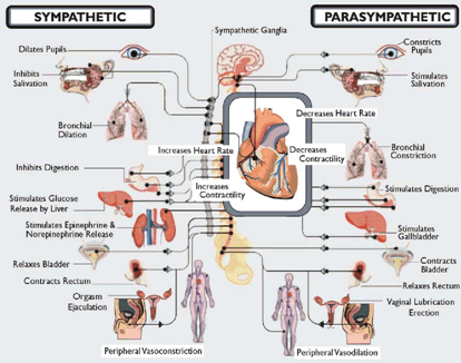 Autonomic Balance Analysis - ANS